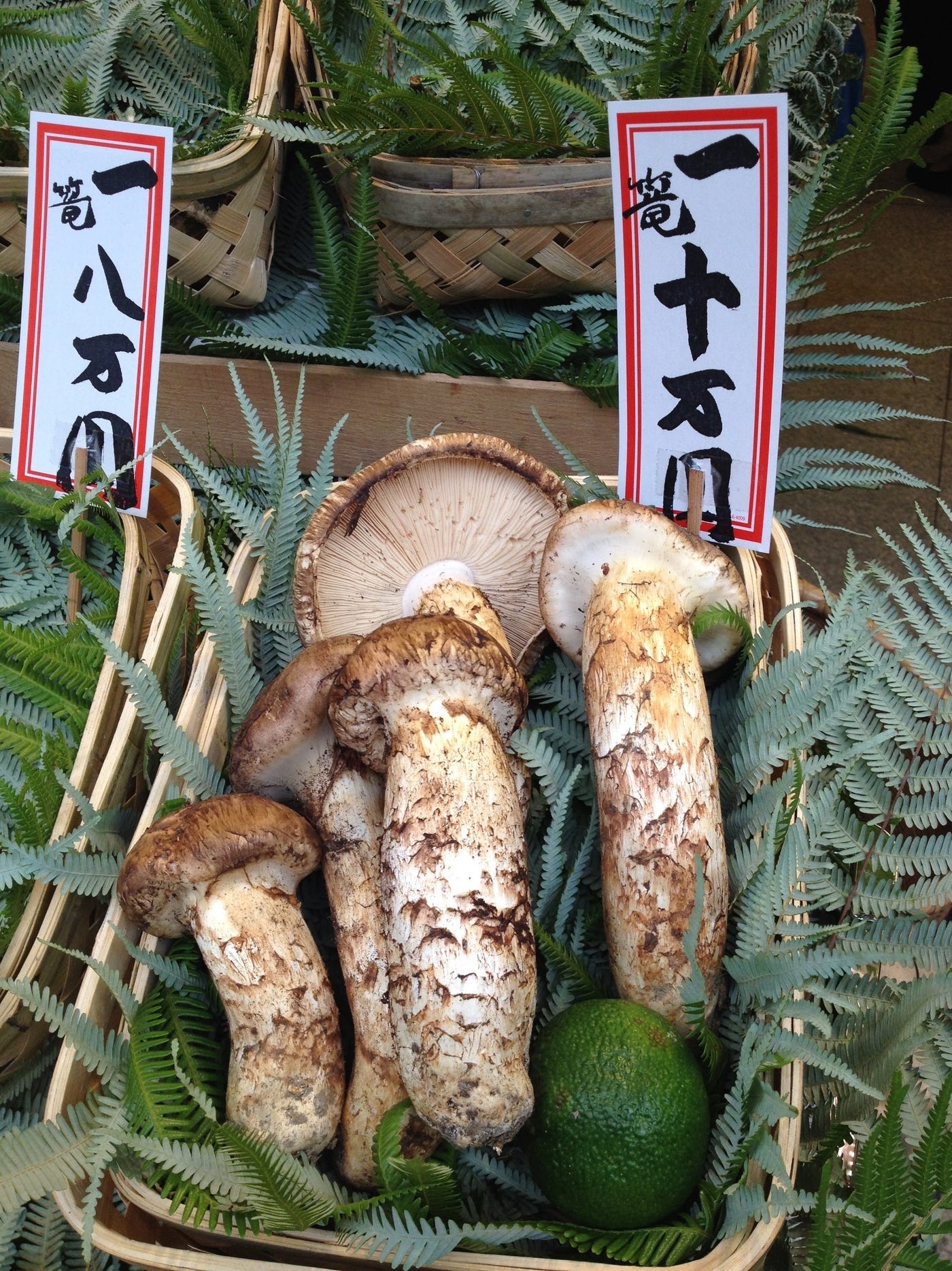 Matsutake mushrooms Matsutake mushrooms