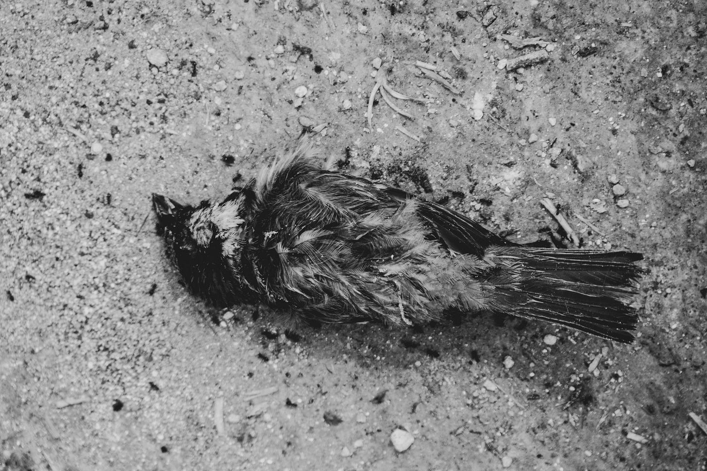 Image of a dead bird on the pavement for article titled “self annihilation” on The Reflectionist Image of a dead bird on the pavement for article titled “self annihilation” on The Reflectionist