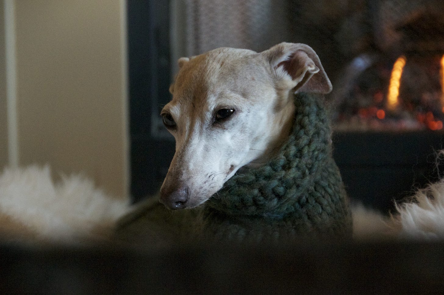 A tan greyhound wearing a green knitted coat by a fire. A tan greyhound wearing a green knitted coat by a fire.