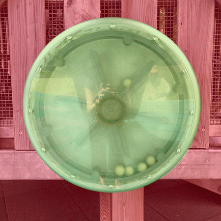 An animated loop of a transparent plastic spinning wheel with three small balls flying around inside of it. It is on a playground structure, and in the photo you can see the reflection of the hands holding the camera. The background surrounding the circle has been overlaid with red and the center has been overlaid with green. An animated loop of a transparent plastic spinning wheel with three small balls flying around inside of it. It is on a playground structure, and in the photo you can see the reflection of the hands holding the camera. The background surrounding the circle has been overlaid with red and the center has been overlaid with green.