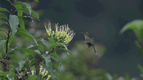 A hummingbird drinks from a flower [gif]