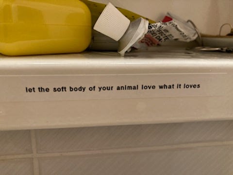 Photo of a label on a shelf that reads "let the soft body of your animal love what it loves" Photo of a label on a shelf that reads "let the soft body of your animal love what it loves"