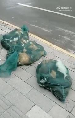 The clip shows dozens of cats in bags