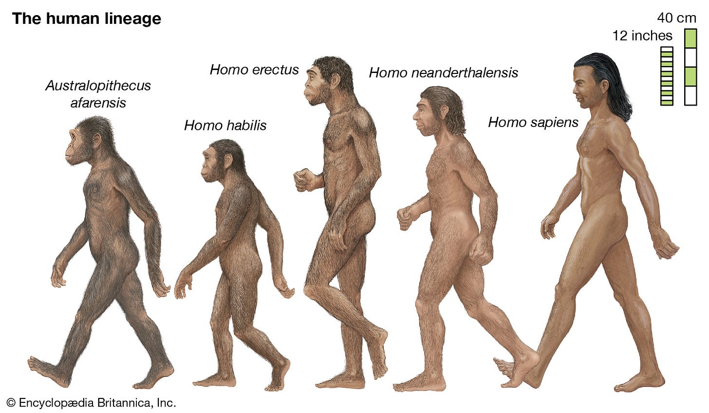 human evolution | History, Stages, Timeline, Tree, Chart, & Facts | Britannica human evolution | History, Stages, Timeline, Tree, Chart, & Facts | Britannica