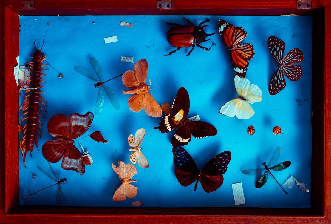 Multicolored Butterflies Taxidermy Multicolored Butterflies Taxidermy