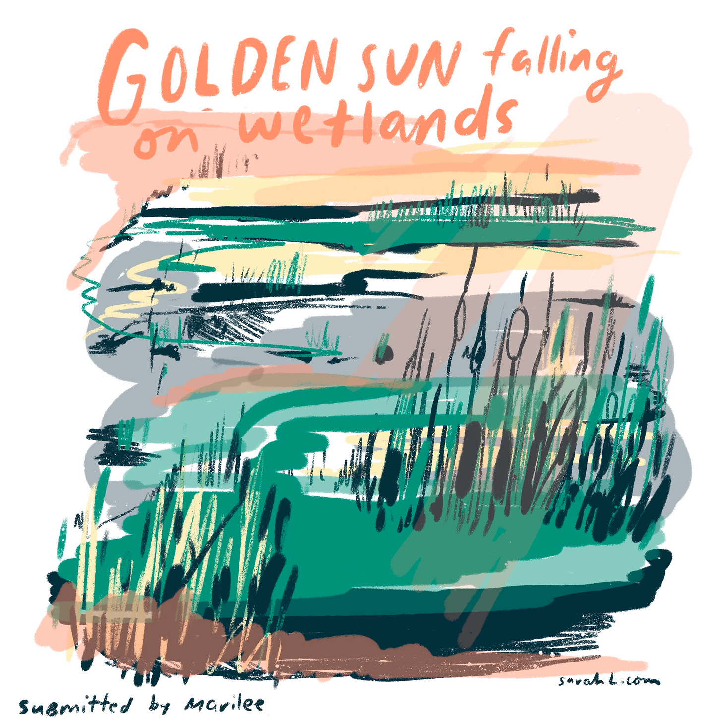 An illustrated image of wetlands, includes text at the top reading "Golden sun falling on wetlands." The sky is colored orange and yellow, and the wetlands are illustrated with green grasses, grey, white, and yellow water, and grey sketched cattails. The illustration was inspired by a memory submitted by Marilee. 