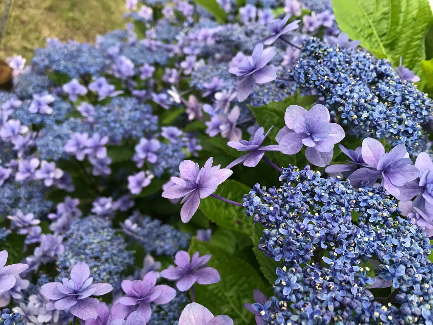 Purple hydrangeas during rainy season in Japan