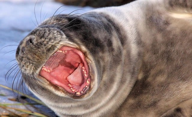 seal7 seal7