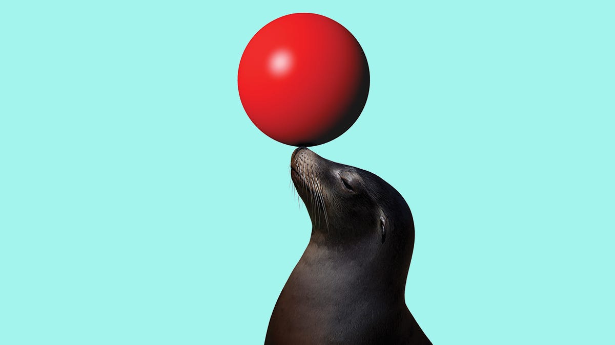 sea lion with red ball against teal background
