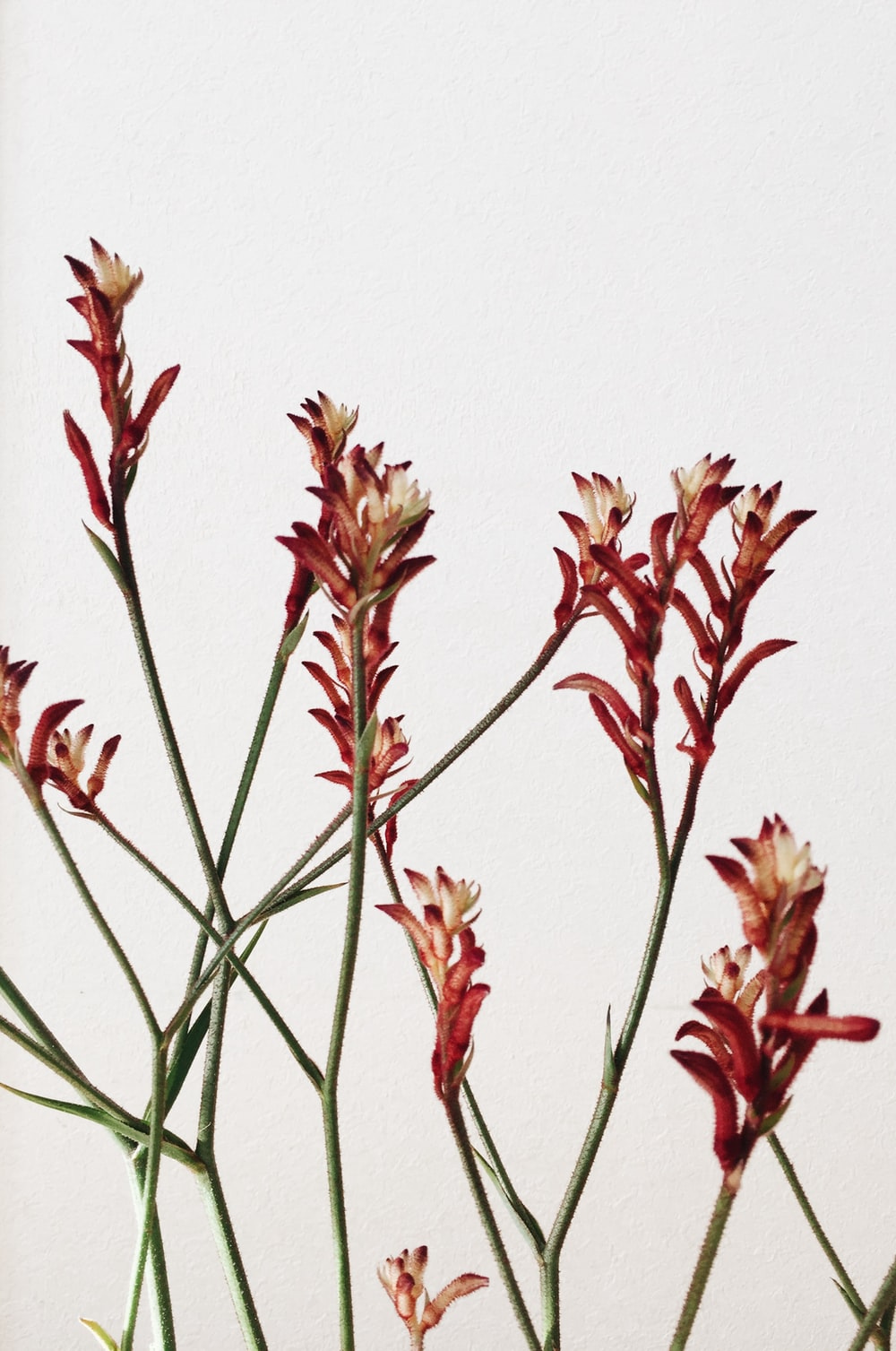 red and yellow flowers on white wall