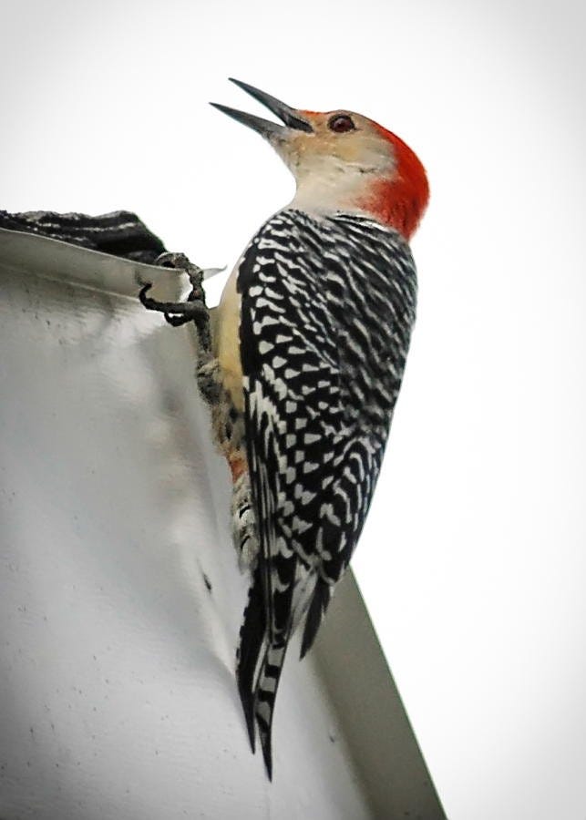 Red Bellied Woodpecker (Melanerpes carolinus)