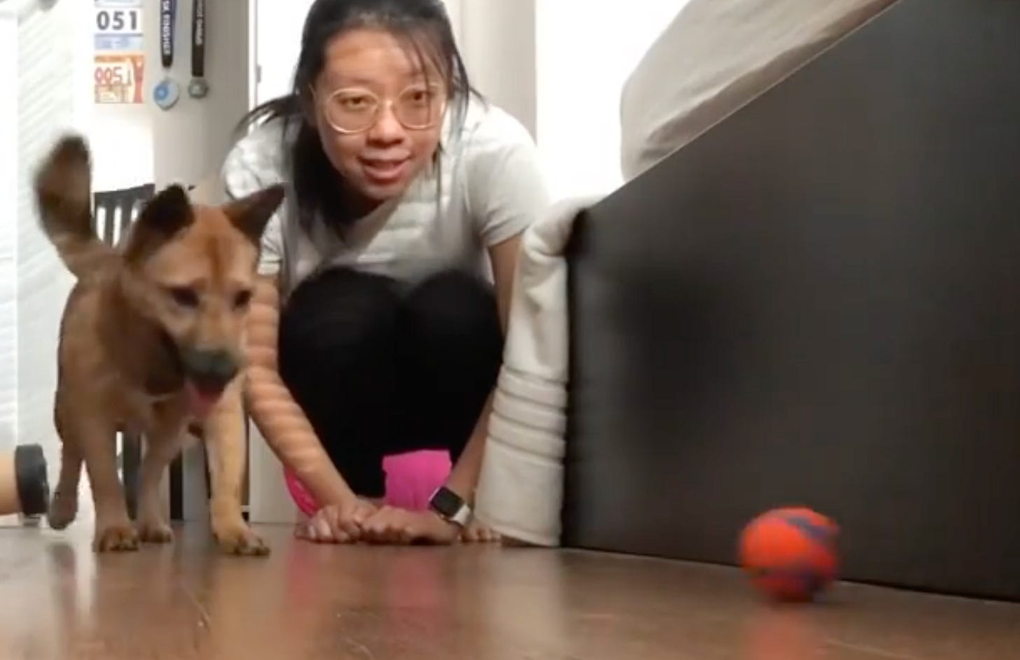 A small dog and a woman, looking excitedly at a ball nearby. A small dog and a woman, looking excitedly at a ball nearby.