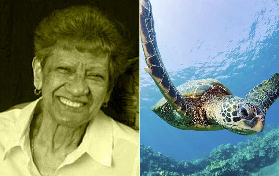 My mother and the Hawaiian Honu My mother and the Hawaiian Honu