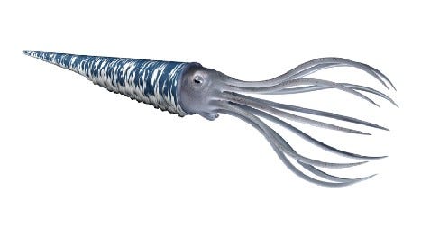 Cephalopod with a conical shell Cephalopod with a conical shell