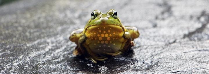Hoskinson: Cardano (ADA) can “leap frog” Bitcoin decentralization by 100 times