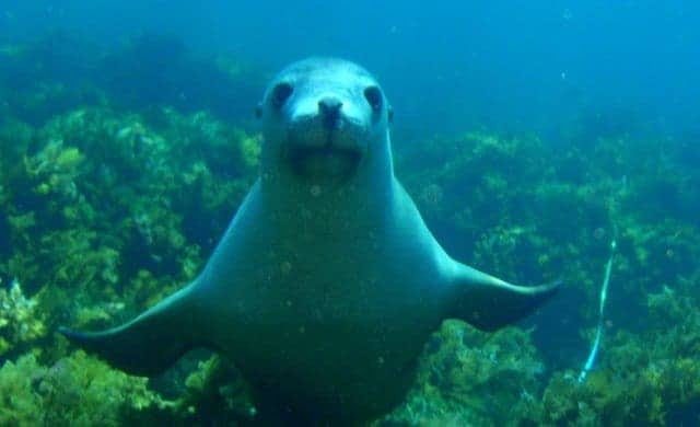 seal5 seal5