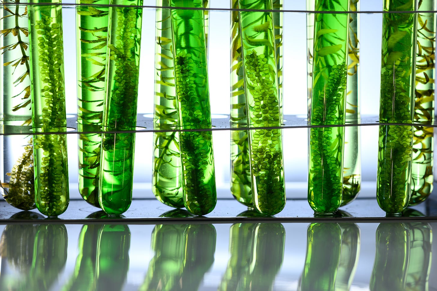 Not just biofuels: Algae's next wave | Greenbiz