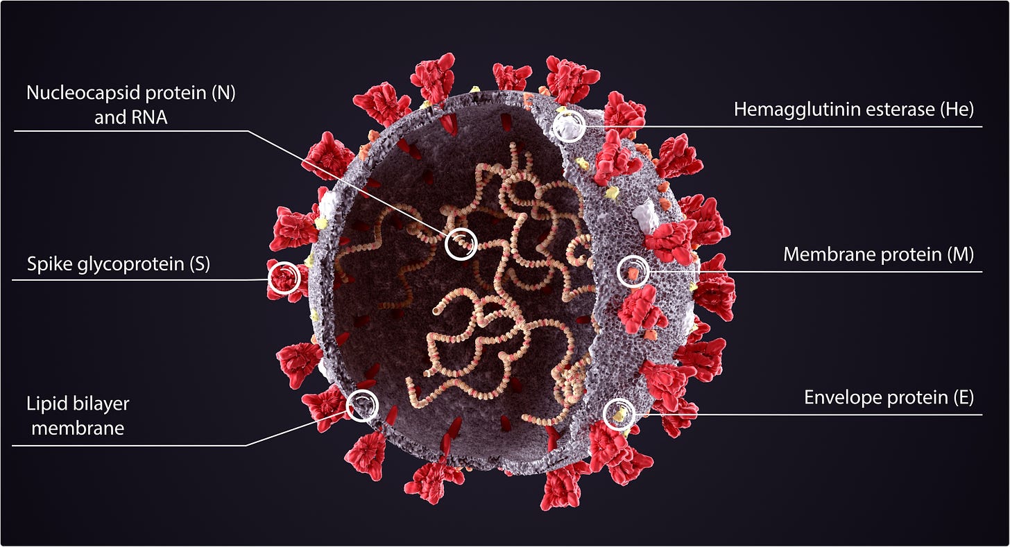 Die Geschichte der N-Antikörper und warum sie so wichtig sind