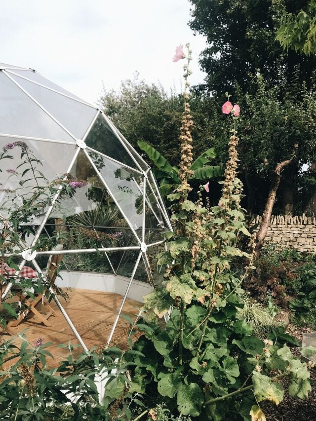 Althaea rosea towering next to the garden's geodesic dome Althaea rosea towering next to the garden's geodesic dome