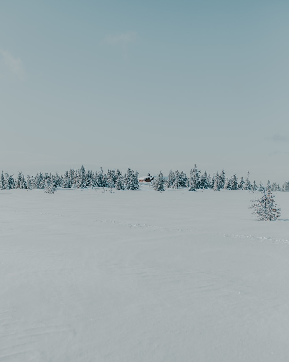 snow covered trees during daytime