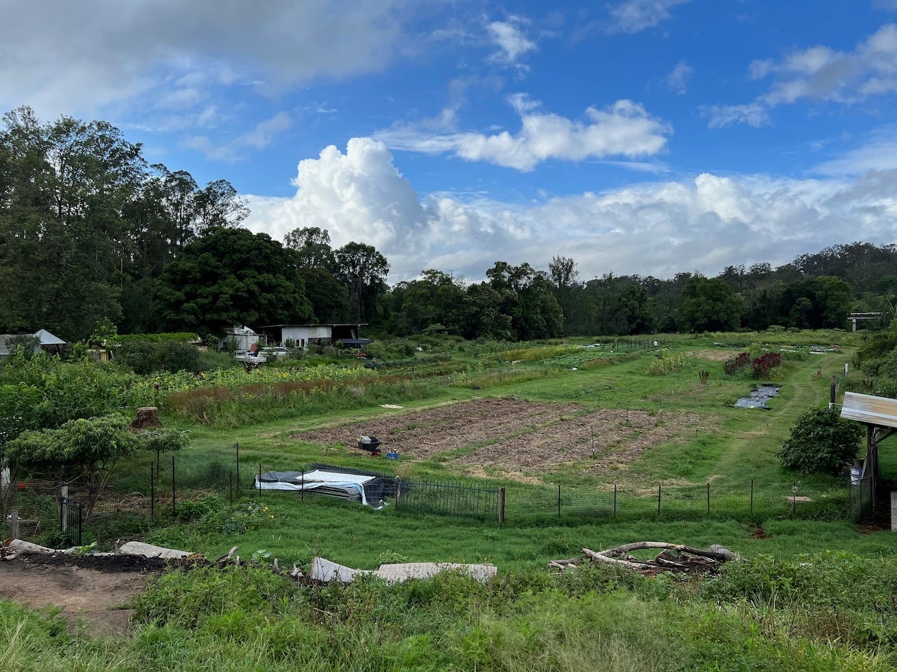 open field with harvested garlic rows and shed on left for people and shed on right for goats, clouds on horizon and plenty of trees around the edges of the field