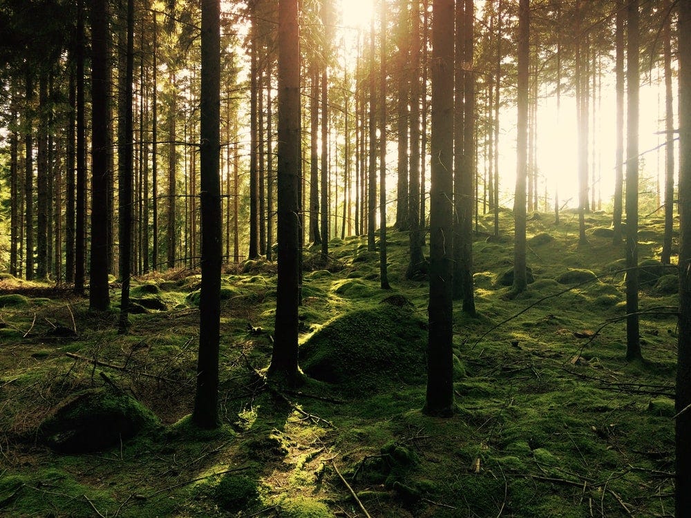 green pine trees green pine trees