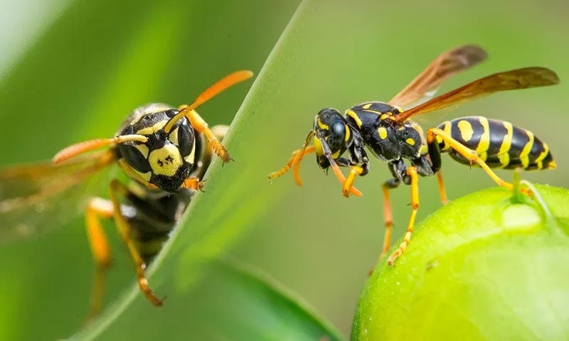 bee sting treatment