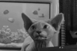 black and white cat GIF black and white cat GIF