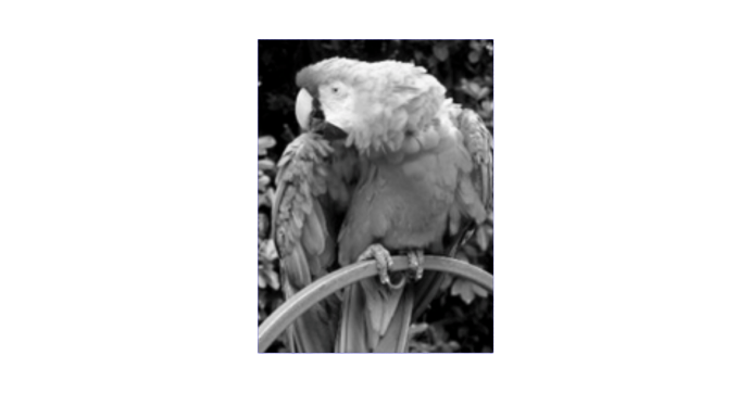 8-bit grayscale monochrome image