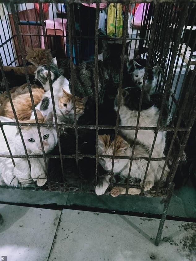 Cats waiting to be slaughtered for their meat in a market in Guilin, Southwest China