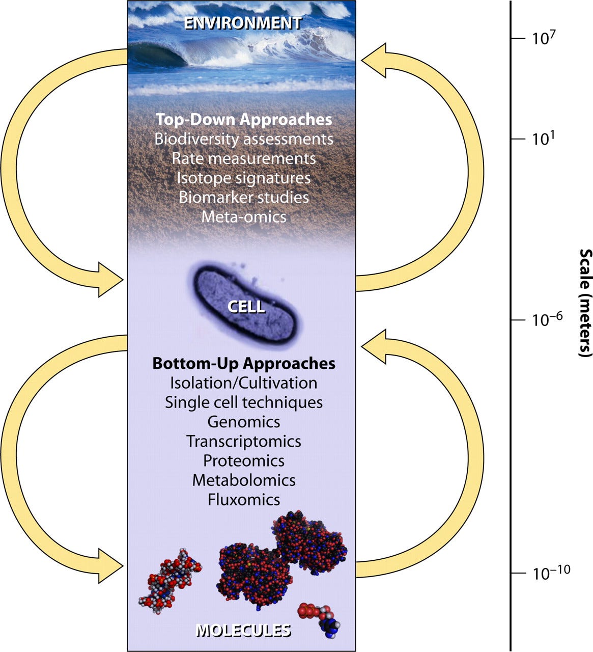 Top-down and bottom-up approaches in microbial ecology, spanning orders of magnitude in spatial resolution. Top-down approaches (including but not limited to biodiversity assessments, rate measurements, isotope signature determination, and various “-omics” studies) utilize data sets which are in general not organism (individual) specific. Interpretation of these data often relies on previous knowledge (e.g., in the form of a molecular biology database). Bottom-up approaches (e.g., cultivation or single-cell techniques and various “-omics” methods) focus on single organisms. Knowledge gained by studying individual organisms or defined communities is consequently extrapolated to larger communities and the environment. Both concepts have advantages and limitations (see text) and are clearly dependent on the scientific goal. Top-down and bottom-up approaches in microbial ecology, spanning orders of magnitude in spatial resolution. Top-down approaches (including but not limited to biodiversity assessments, rate measurements, isotope signature determination, and various “-omics” studies) utilize data sets which are in general not organism (individual) specific. Interpretation of these data often relies on previous knowledge (e.g., in the form of a molecular biology database). Bottom-up approaches (e.g., cultivation or single-cell techniques and various “-omics” methods) focus on single organisms. Knowledge gained by studying individual organisms or defined communities is consequently extrapolated to larger communities and the environment. Both concepts have advantages and limitations (see text) and are clearly dependent on the scientific goal.