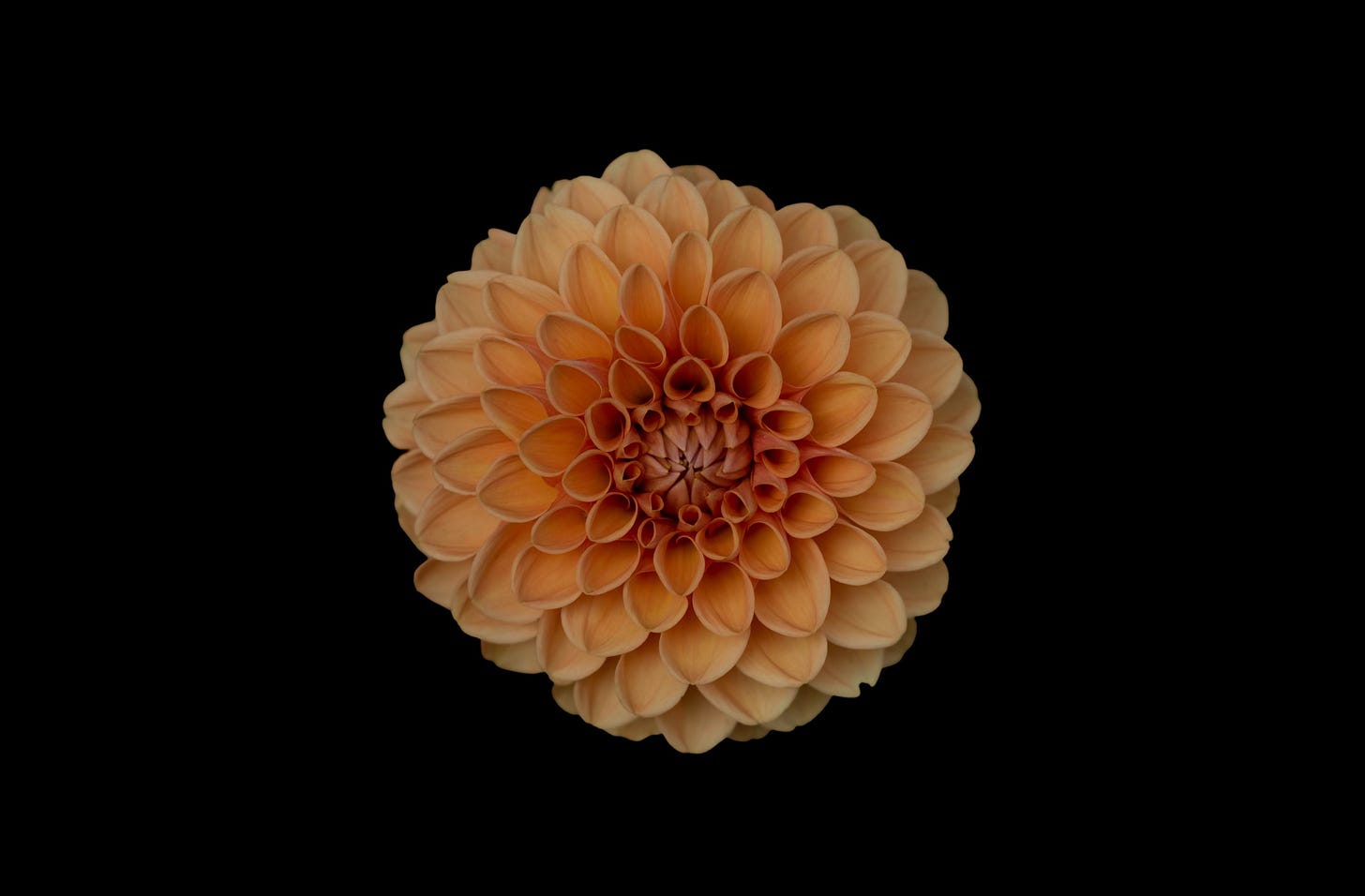 image of an orange flower for article on perfection by Larry G. Maguire image of an orange flower for article on perfection by Larry G. Maguire