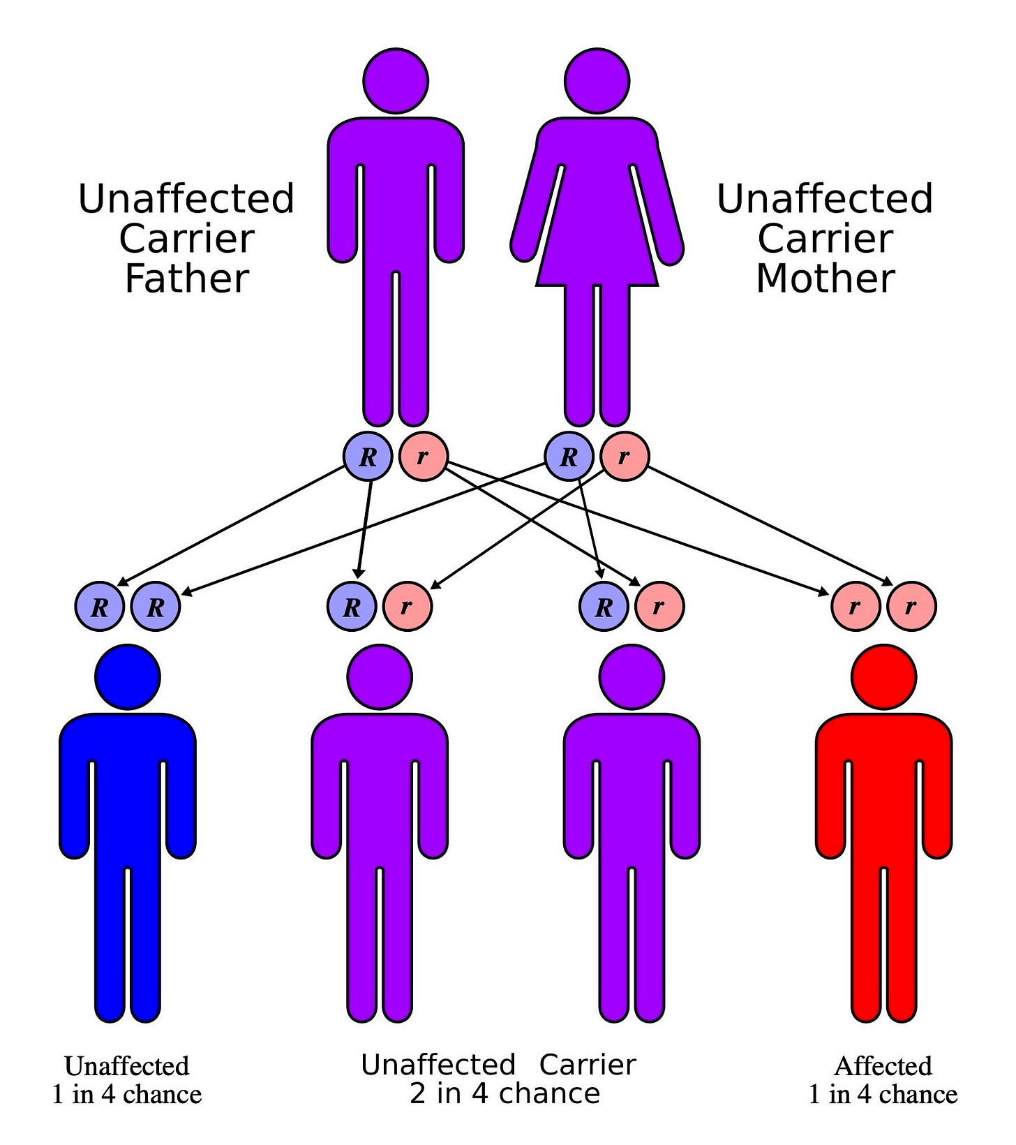 Autorecessive.jpg