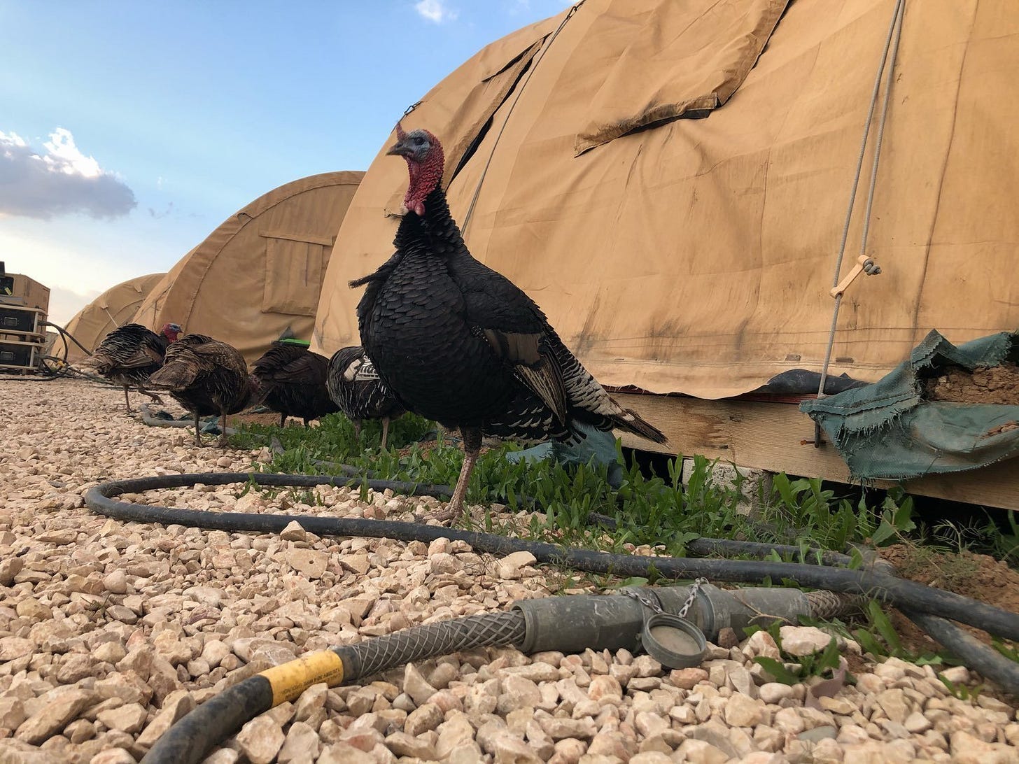 Wild turkeys cohabitate with Soldiers with the 28th Expeditionary Combat Aviation Brigade at a remote outpost in the 28th ECAB's area of operations in the Middle East. (U.S. Army photo by Capt. Jason Nelson) Wild turkeys cohabitate with Soldiers with the 28th Expeditionary Combat Aviation Brigade at a remote outpost in the 28th ECAB's area of operations in the Middle East. (U.S. Army photo by Capt. Jason Nelson)