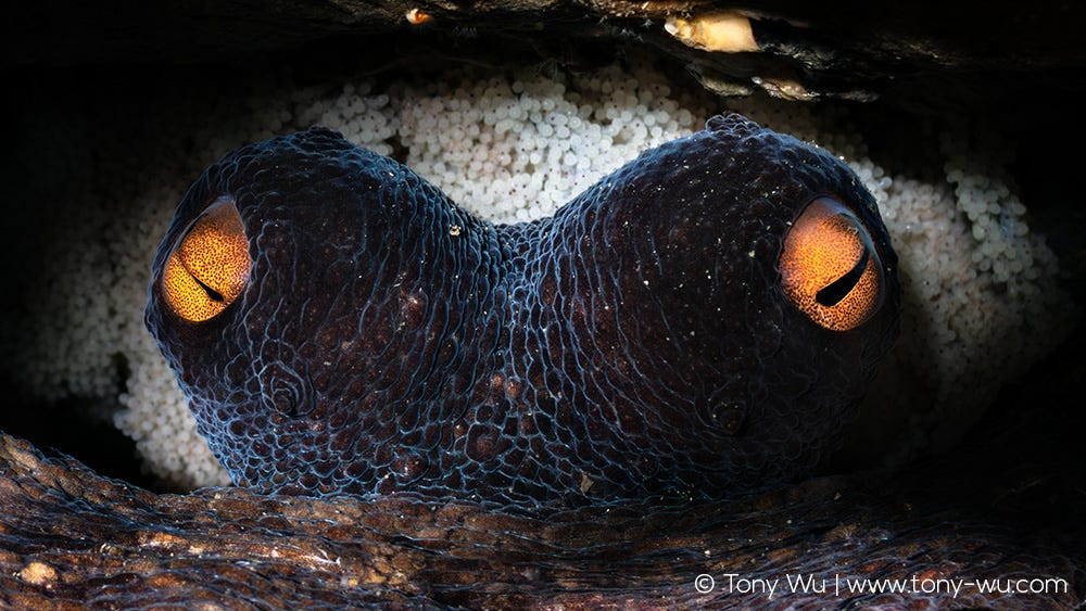 Octopus sinensis protecting eggs