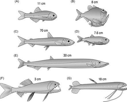 Black and white illustrations of seven different mesopelagic fish and their measurements, which range from 3 to 70 cm. Black and white illustrations of seven different mesopelagic fish and their measurements, which range from 3 to 70 cm.