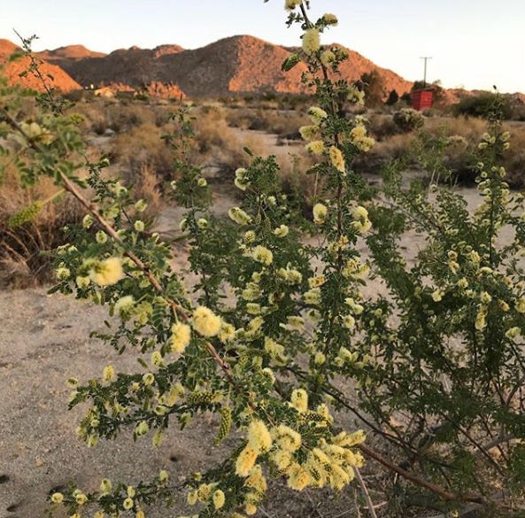 or even in bloom