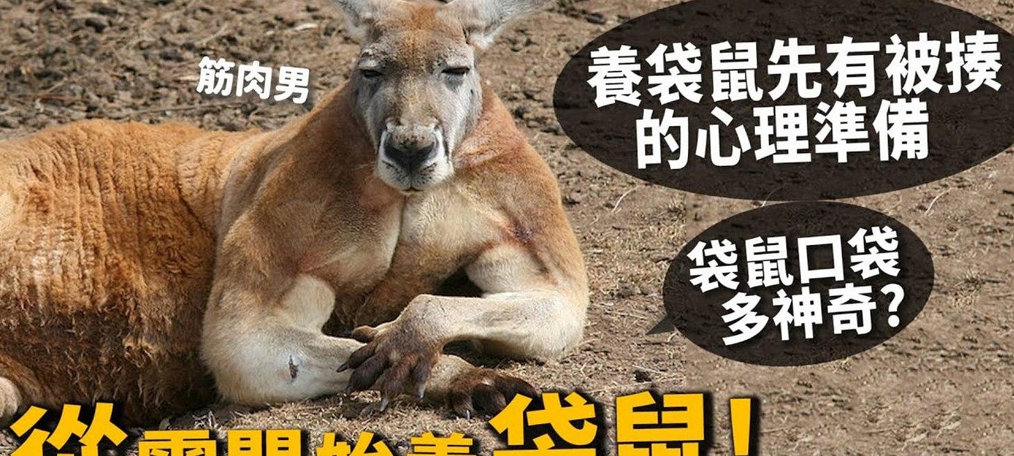 【從零開始養】紅大袋鼠!搞笑肌肉摔角手?神奇口袋?袋鼠寶寶怎麼到袋子裡?