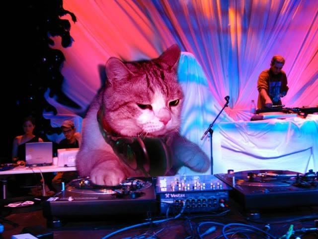cat DJ | Cats, Funny cat pictures, Funny cats cat DJ | Cats, Funny cat pictures, Funny cats