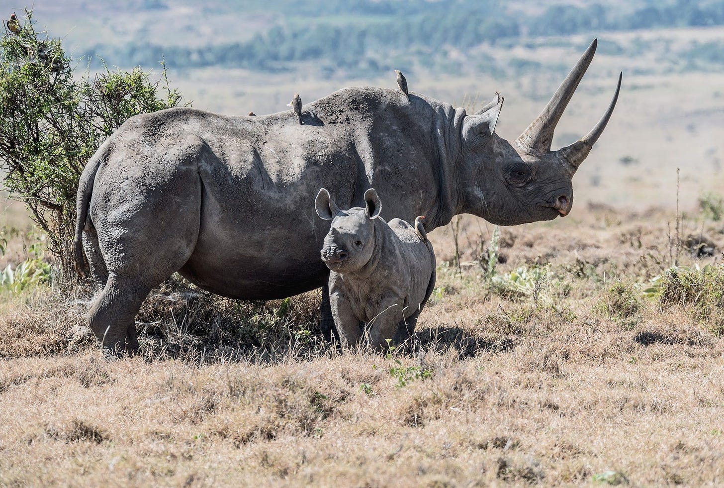 Black rhinos. A mother and baby black rhino in Lewa Conservancy ...