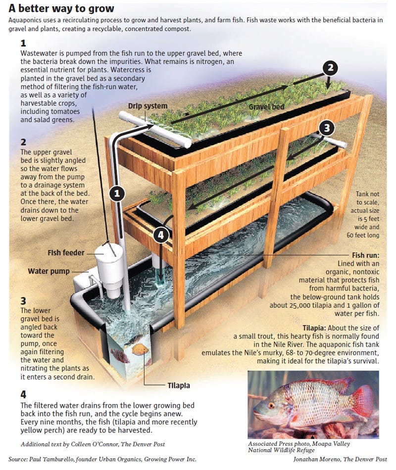 Reciruculating Aquaponics Reciruculating Aquaponics