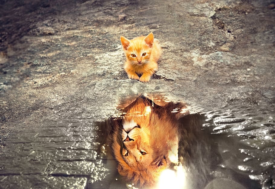 A picture containing outdoor, mammal, animal, cat
Description automatically generated