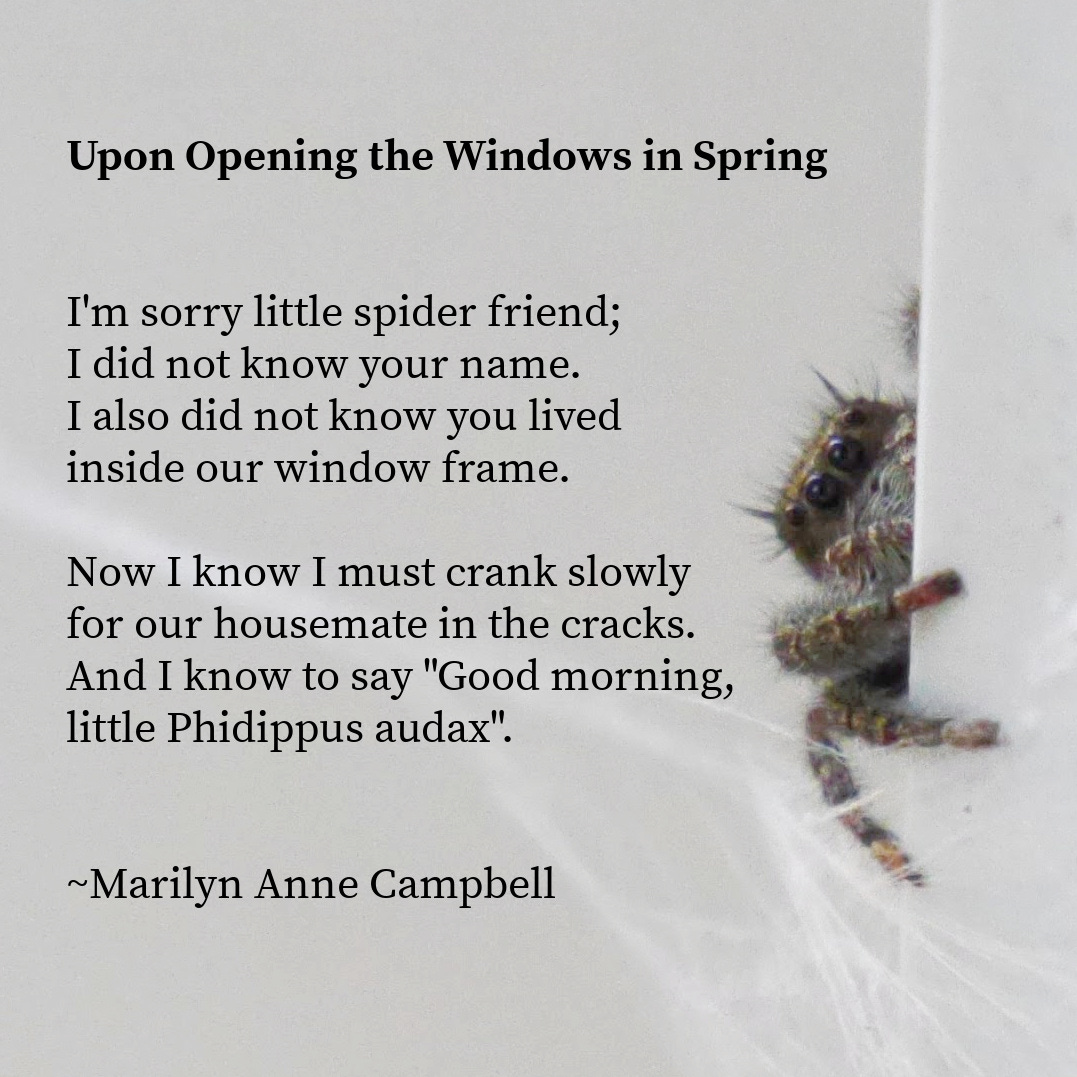 Photo of a small jumping spider peering around the corner of a window frame. A poem is titled Upon Opening the Windows in Spring. The poem reads: I'm sorry little spider friend; I did not know your name. I also did not know you lived inside our window frame. Now I know I must crank slowly for our housemate in the cracks. And I know to say "Good morning, little Phidippus audax". By Marilyn Anne Campbell. Photo of a small jumping spider peering around the corner of a window frame. A poem is titled Upon Opening the Windows in Spring. The poem reads: I'm sorry little spider friend; I did not know your name. I also did not know you lived inside our window frame. Now I know I must crank slowly for our housemate in the cracks. And I know to say "Good morning, little Phidippus audax". By Marilyn Anne Campbell.