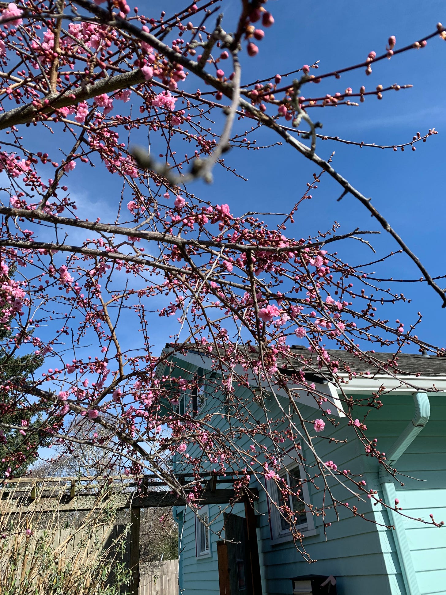 close up of plum blossoms