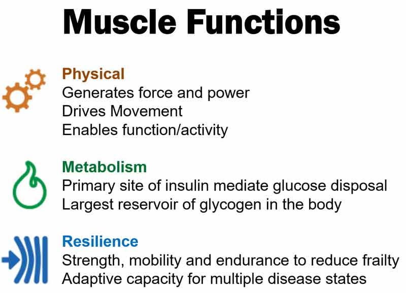 muscle functions