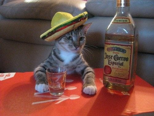 Tequila? | Crazy cats, Cat drinking, Funny animals Tequila? | Crazy cats, Cat drinking, Funny animals