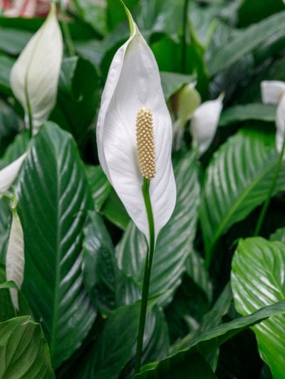 Indoor Peace Lily Plants: Growing A Peace Lily Plant