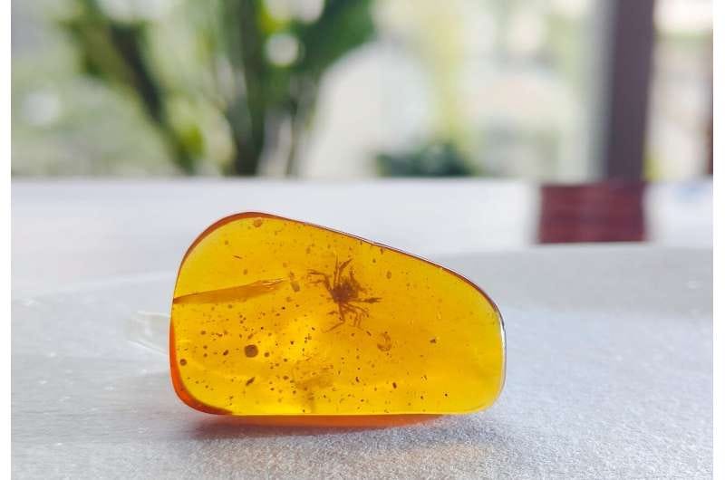 A blob of polished amber with a perfectly-preserved lil shelly fellow inside it. He looks like he’s ready to fight you. A blob of polished amber with a perfectly-preserved lil shelly fellow inside it. He looks like he’s ready to fight you.