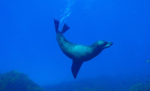 seal3 seal3