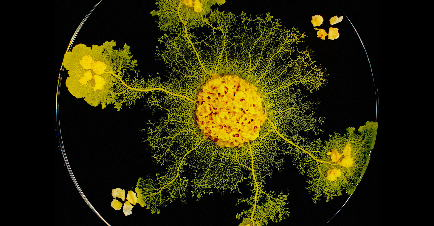 Slime Molds Remember — but Do They Learn? | Quanta Magazine